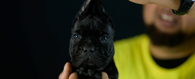 Comprar cane corso Italiano Benalmádena y Venta de perro canecorso en Malaga
