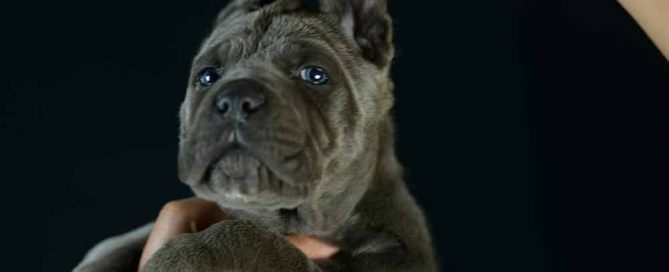 Comprar cane corso y cachorros en Toledo y criadores de cane corso en Castilla la Mancha
