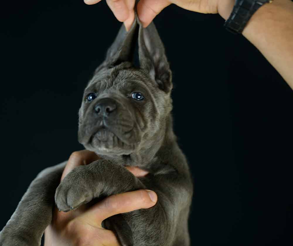 Comprar cane corso y cachorros en Toledo y criadores de cane corso en Castilla la Mancha