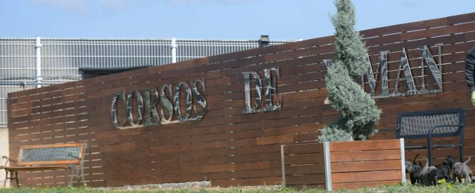 Comprar perro cane corso italiano en Palencia Y criadores de canecorso en Castilla leon