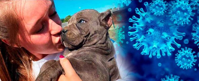 Covid-19 Coronavirus en los perros