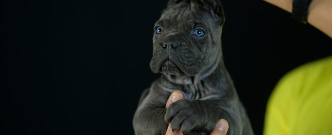 DONDE COMPRAR CACHORROS DE CANE CORSO EN MIJAS Y VENTA DE CACHORROS DE PERRO CANE CORSO ITALIANO EN MALAGA