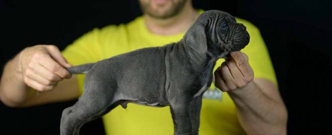 DONDE COMPRAR CACHORROS DE CANE CORSO EN TORREMOLINOS Y CRIADORES DE CANE CORSO EN MALAGA