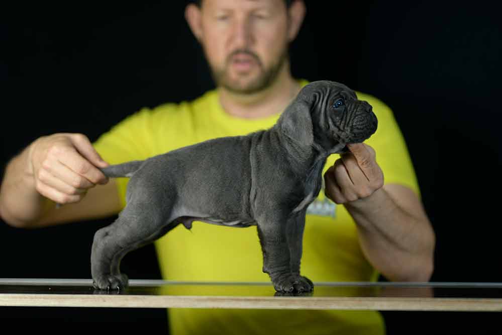 DONDE COMPRAR CACHORROS DE CANE CORSO EN TORREMOLINOS Y CRIADORES DE CANE CORSO EN MALAGA
