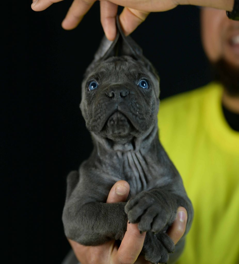 DONDE COMPRAR CACHORROS DE CANE CORSO EN TORREMOLINOS Y CRIADORES DE CANE CORSO EN MALAGA1