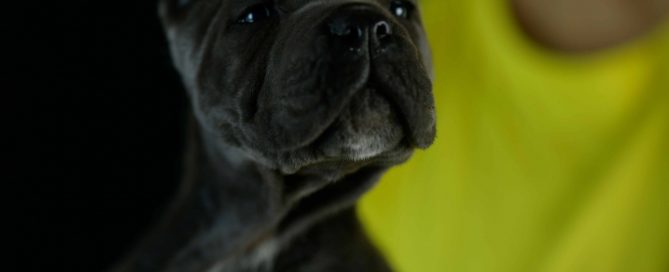 where buy Cane Corso in Chattanooga and For sale Italian Mastiff in City in Tennessee
