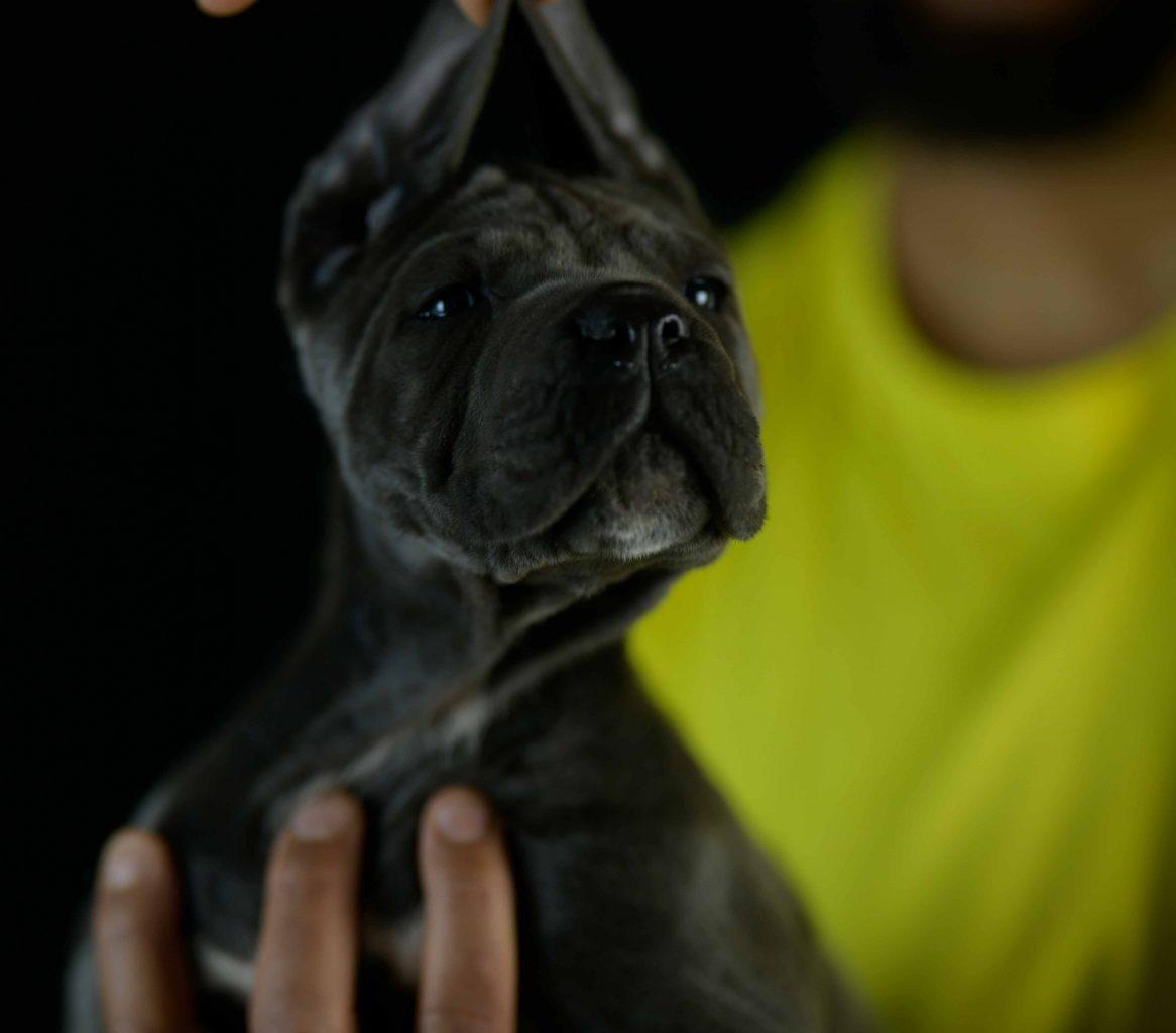 where buy Cane Corso in Chattanooga and For sale Italian Mastiff in City in Tennessee