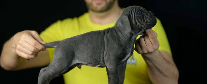 Donde Comprar Cane corso Italiano en Salou Y Venta de cachorros de Canecorso en Tarragona