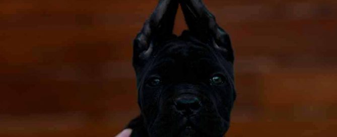 Donde Comprar cachorros de cane corso Ciudad de Mexico y Criadores de cane corso italiano en Mexico