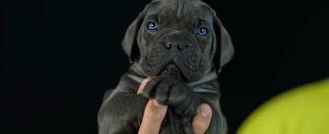 Donde Comprar cachorros de cane corso Italiano en Rosario y Criadores de Cane corso en Argentina