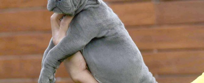 Donde-Comprar-cachorros-de-cane-corso-en-San-Juan-Puerto-Rico-criadores-profesionales