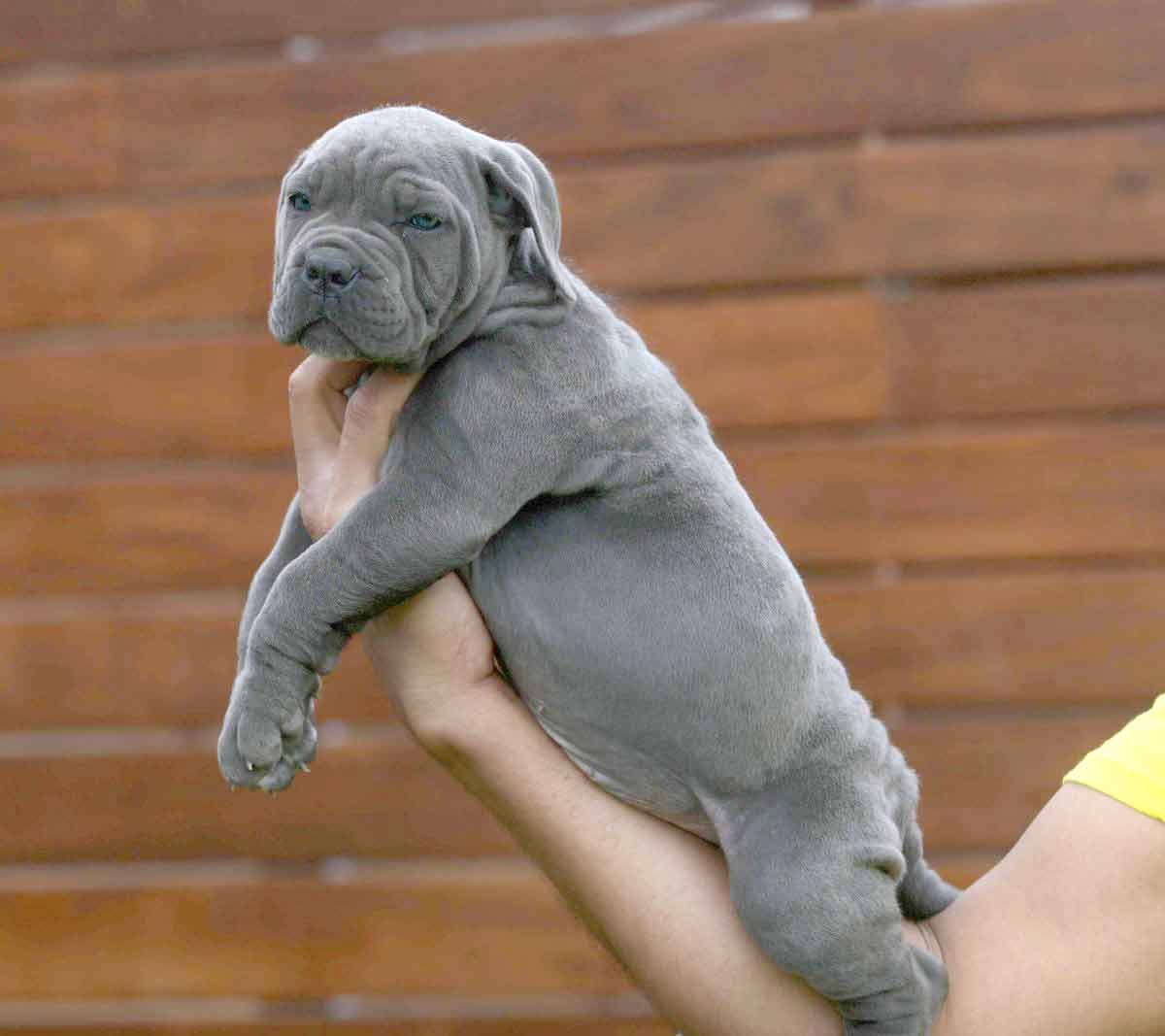 Donde-Comprar-cachorros-de-cane-corso-en-San-Juan-Puerto-Rico-criadores-profesionales