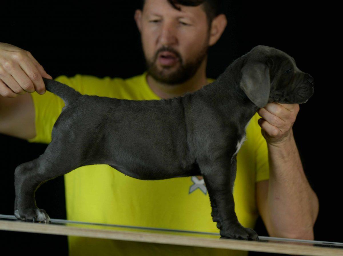 Donde Comprar cachorros de cane corso en Viña del Mar Y criadores de cane corso italiano en Chile