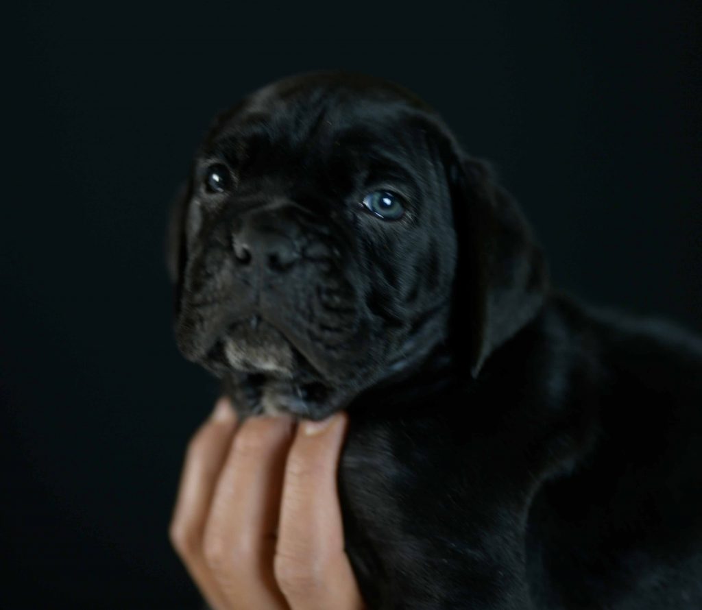 Donde Comprar cachorros de cane corso en Viña del Mar Y criadores de cane corso italiano en Chile1