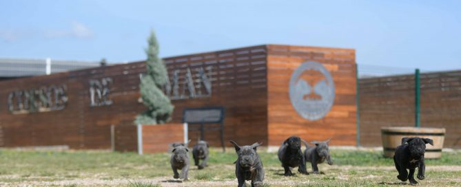 Donde Comprar perro cane corso italiano en Torrelodones y Venta de canecorsos en Madrid