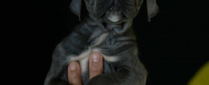 Donde Comprar un cachorro de perro cane corso en Torrevieja y Venta de cachorros de perro mastin italiano en Alicante