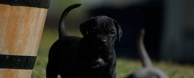 Donde comprar Cachorros de cane corso italiano en Calp y Venta de canecorso en Alicante