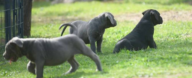 Donde comprar cachorros de cane corso en Costa del sol y Venta de cachorros de cane corso italiano