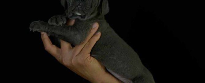 Donde comprar cachorros de cane corso en Granada y criadores de cane corso en Andalucia
