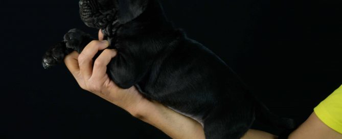Donde comprar cachorros de cane corso en Guadamar del Segura Y venta de cachorros de cane corso Italiano en Alicante