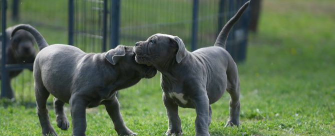 Donde comprar cachorros de cane corso en Lloret de Mar y Venta de cachorros de canecorso en la Costa Brava Girona