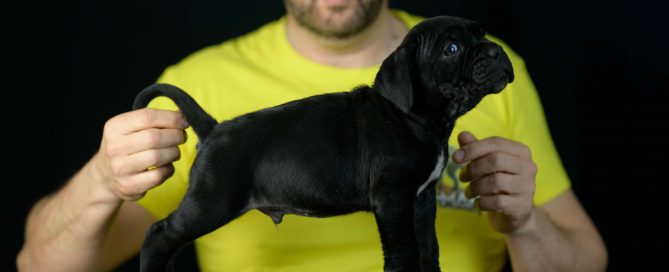 Donde comprar cachorros de cane corso en Manilva Y Criadores de cane corso italiano en Malaga