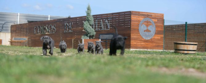 Donde comprar cachorros de cane corso en Montevideo y Criadores de cane corso italiano en Uruguay