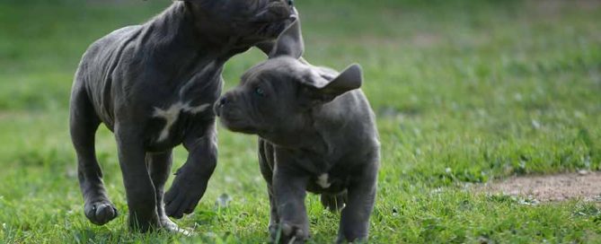 Donde comprar cachorros de cane corso en Pozuelo de Alarcón y Criadores de canecorso en Madrid
