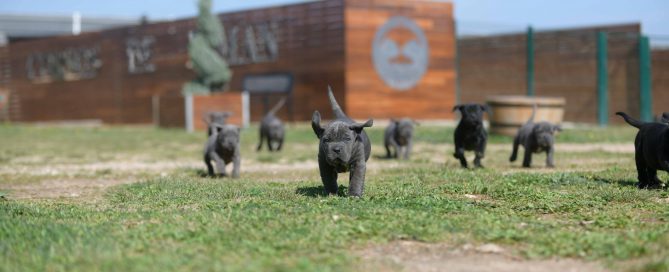 Donde comprar cachorros de cane corso en Santiago de chile y criadores de cane corso en Chile