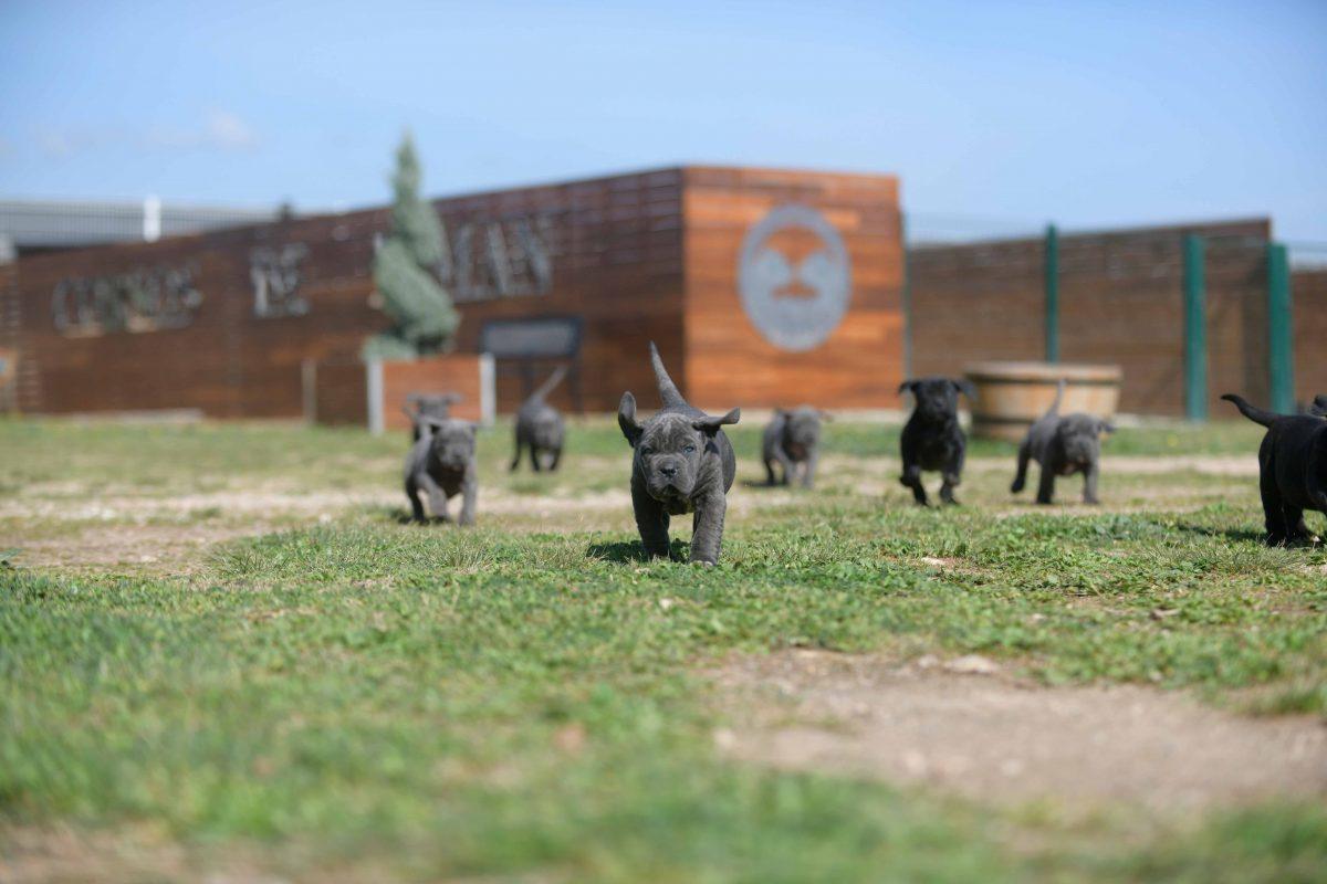 Donde comprar cachorros de cane corso en Santiago de chile y criadores de cane corso en Chile