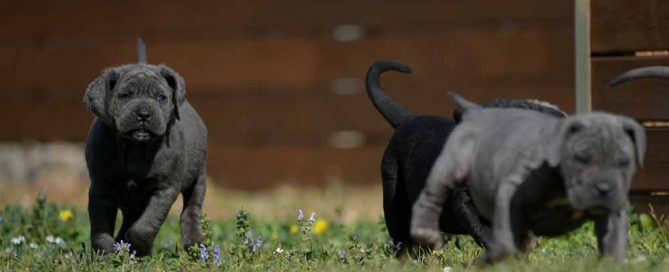 Donde comprar cachorros de cane corso en Teruel y criadores de cane corso en Aragon