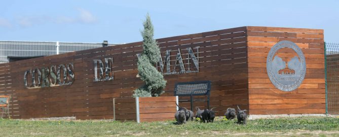 Donde comprar cachorros de cane corso en Vigo y Venta de cachorros de cane corso en Galicia