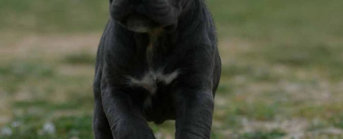 Donde comprar cachorros de cane corso en Villanueva de la Cañada y venta de cachorros de cane corso en Madrid