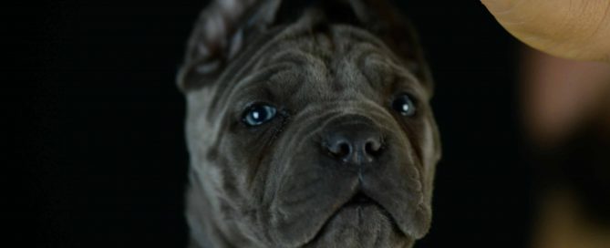 Donde comprar cachorros de cane corso italiano en Cordoba y criadores de cane corso