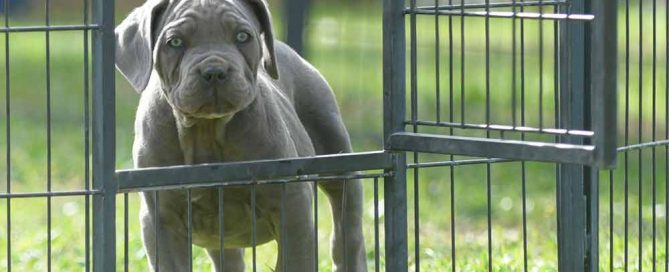 Donde comprar cachorros de perro cane corso en Mijas Y Venta de cachorros de Canecorso en Malaga-Costa del Sol