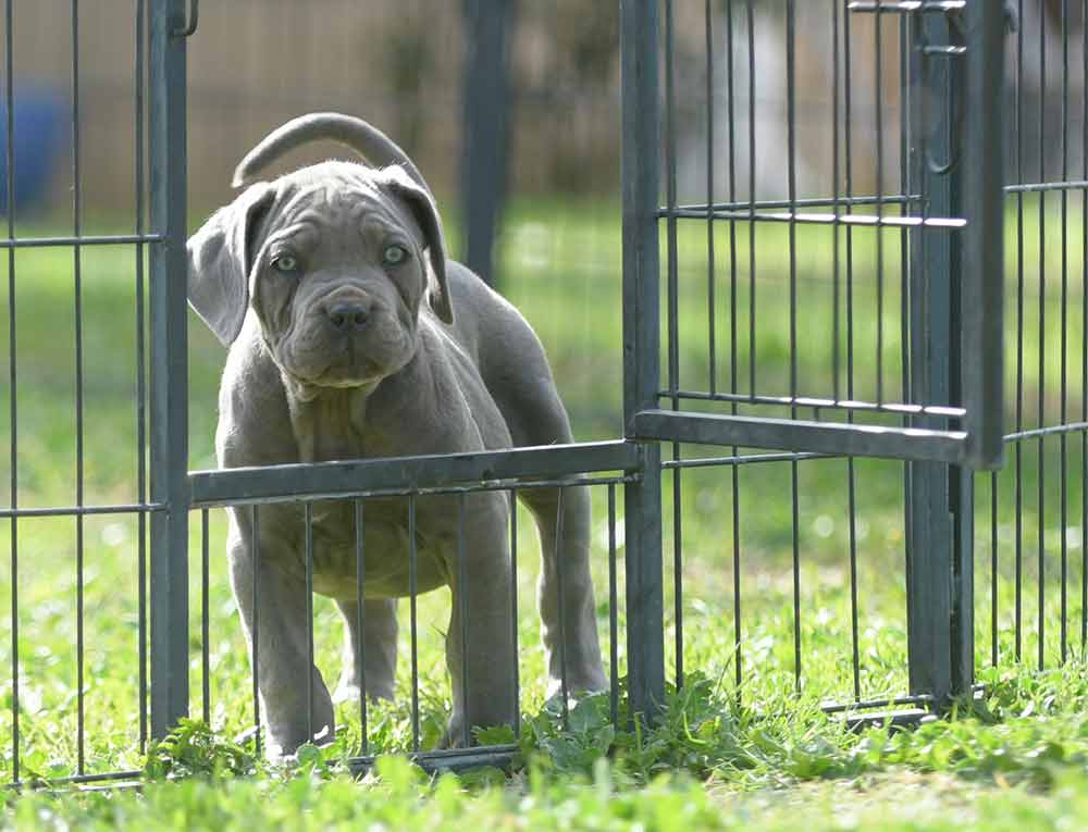 Donde comprar cachorros de perro cane corso en Mijas Y Venta de cachorros de Canecorso en Malaga-Costa del Sol