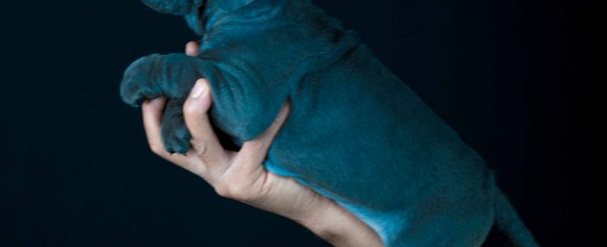 Donde comprar cane corso en Aragon y cachorros de cane corso en Zaragoza