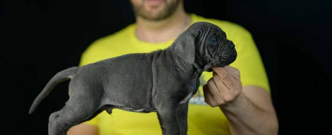 Donde comprar cane corso en Leon y criadores de cane corso en Castilla Leon