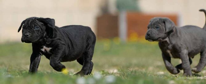 Donde comprar cane corso en palma mallorca Y Criadores de cachorros de cane corso en Las Islas Baleares