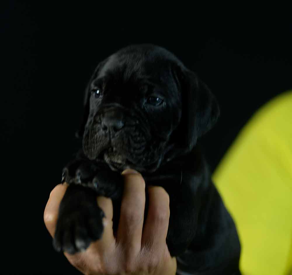 Donde comprar cane corso en salamanca y criadores de cane corso en Castilla y Leon