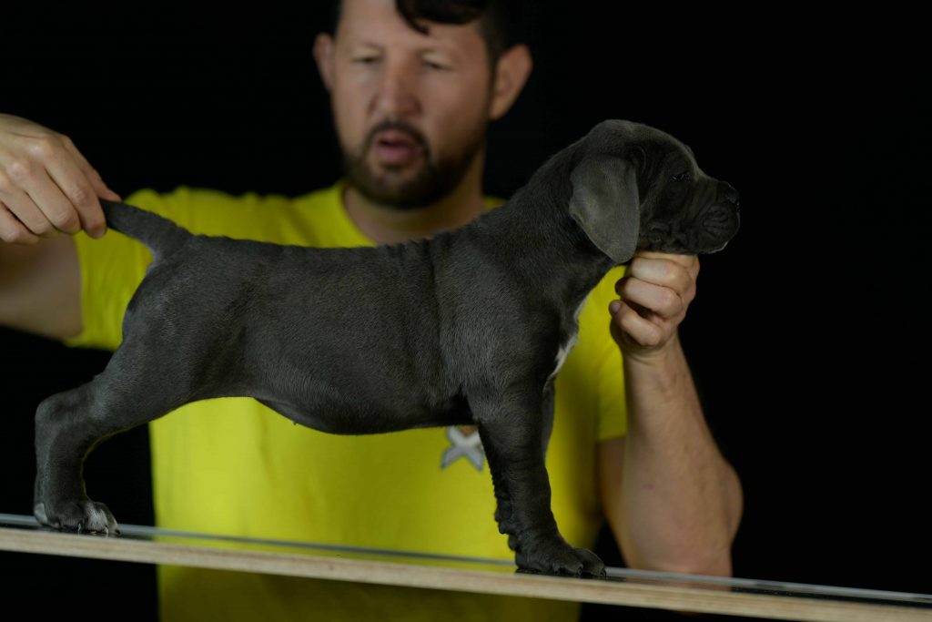 Donde comprar cane corso en salamanca y criadores de cane corso en Castilla y Leon1