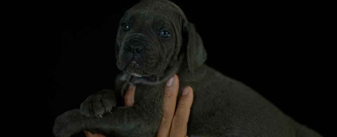 Donde comprar los mejores cachorros de cane corso del mundo y Venta de cachorros de cane corso Italiano