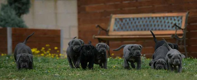 Donde comprar los mejores cachorros de cane corso en Malaga Y Venta de cachorros de cane corso italiano en Marbella