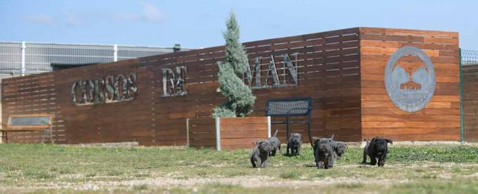 Donde comprar perro cane corso Italiano en Caracas y Venta de cachorro de canecorso en Venezuela