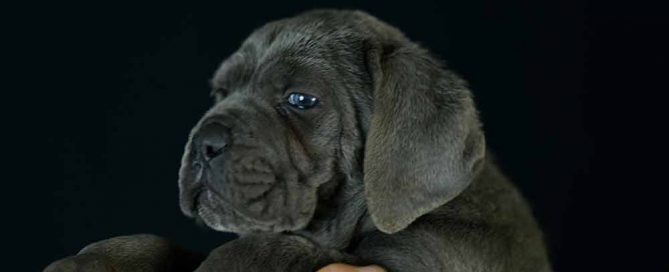 Donde comprar perro cane corso en Roquetas de mar y venta de cachorros de mastin italiano en Almeria