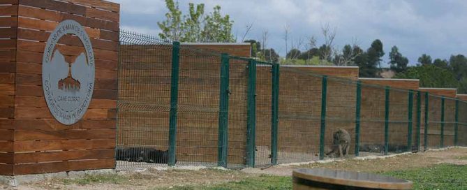 Donde comprar perro cane corso italiano en Benidorm y criadores de cane corso en Alicante