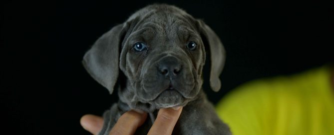 Donde comprar perro cane corso italiano en Calp y Venta de cachorros de canecorso en Alicante