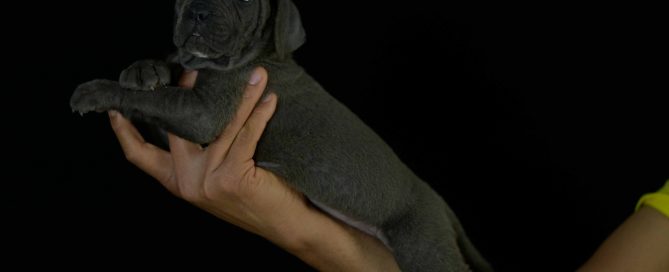 Donde comprar perro canecorso en Boadilla del Monte y venta de cachorros de cane corso italiano en Madrid