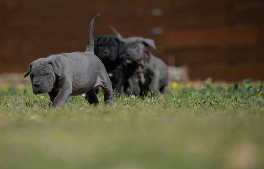 Donde comprar perro canecorso en Boadilla del Monte y venta de cachorros de cane corso italiano en Madrid