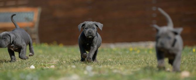 Donde comprar un perro cane corso en Orihuela Y Criadores de canecorso Italiano en Alicante